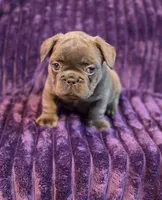 Queen  (Long hair fluffy carrier), a female French Bulldog for sale in Columbus, OH – 2 of 3