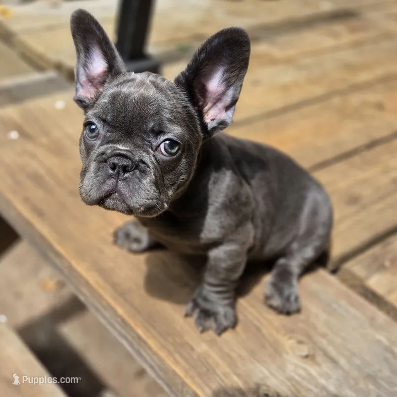 Queen  – French Bulldog puppy for sale in Atlanta, GA