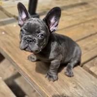 Queen , a female French Bulldog for sale in Snellville, GA – 2 of 10