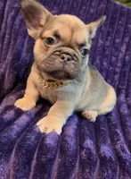 Sway , a male French Bulldog for sale in Beverly Hills, CA – 7 of 9