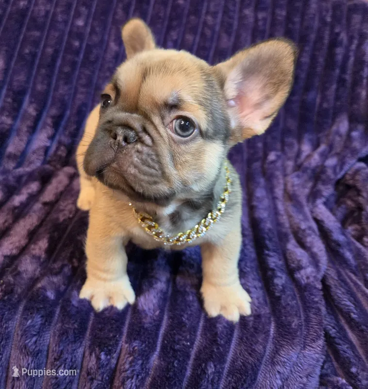 Sway  L/l – French Bulldog puppy for sale in Snellville, GA