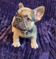 Sway , a male French Bulldog for sale in Beverly Hills, CA – 1 of 9