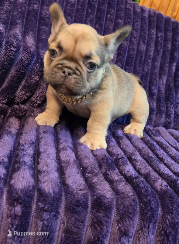 Sway  – French Bulldog puppy for sale in Atlanta, GA