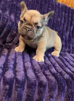 Sway  (Long hair fluffy carrier), a male French Bulldog for sale in Columbus, OH – 4 of 4