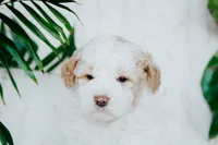 Piper, a male Poodle - Miniature  for sale in Millersburg, PA – Photo 5 of 9