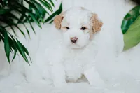 Piper, a male Poodle - Miniature  for sale in Millersburg, PA – Photo 9 of 9