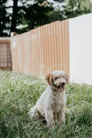 Piper, a male Poodle - Miniature  for sale in Millersburg, PA – Photo 4 of 9