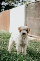 Piper, a male Poodle - Miniature  for sale in Millersburg, PA – Photo 1 of 9