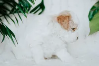 Piper, a male Poodle - Miniature  for sale in Millersburg, PA – Photo 8 of 9