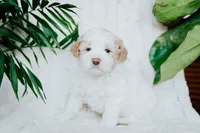 Piper, a male Poodle - Miniature  for sale in Millersburg, PA – Photo 7 of 9