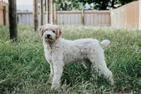 Piper, a male Poodle - Miniature  for sale in Millersburg, PA – Photo 2 of 9