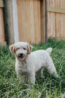 Piper, a male Poodle - Miniature  for sale in Millersburg, PA – Photo 3 of 9