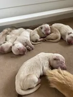 Female 3, a female Golden Retriever for sale in Lititz, PA – 2 of 5