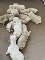 Female 3, a female Golden Retriever for sale in Lititz, PA – 3 of 5