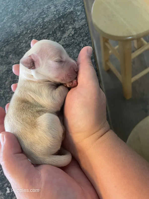 Female 3 – Golden Retriever puppy for sale in Lititz, PA
