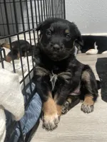 Runt, a female Australian Cattle Dog and Australian Shepherd for sale in Mesa, AZ – 3 of 3