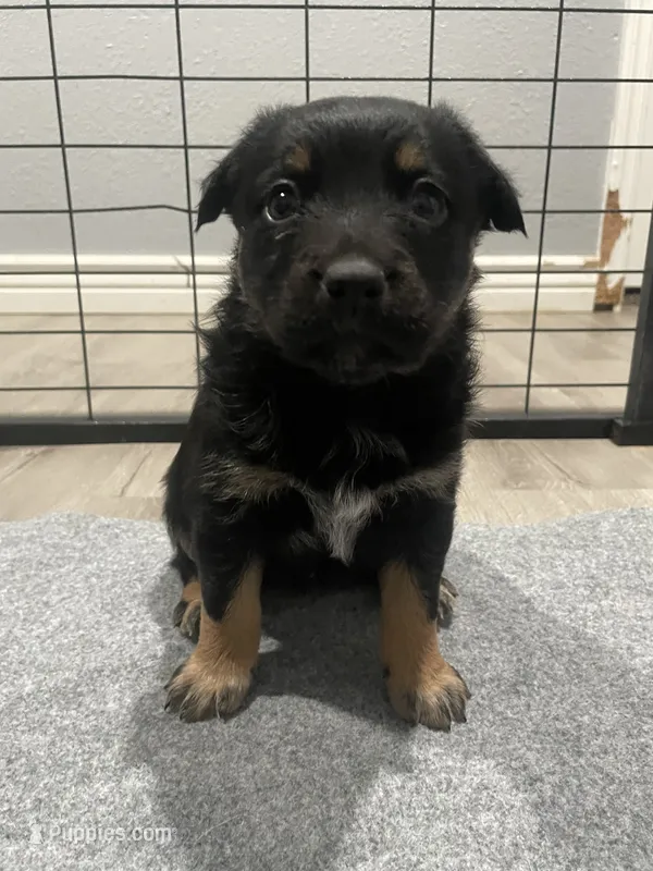 Runt – Australian Cattle Dog, Australian Shepherd puppy for sale in Mesa, AZ