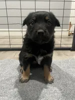 Runt, a female Australian Cattle Dog and Australian Shepherd for sale in Mesa, AZ – 1 of 3