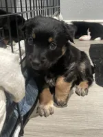 Runt, a female Australian Cattle Dog and Australian Shepherd for sale in Mesa, AZ – 2 of 3