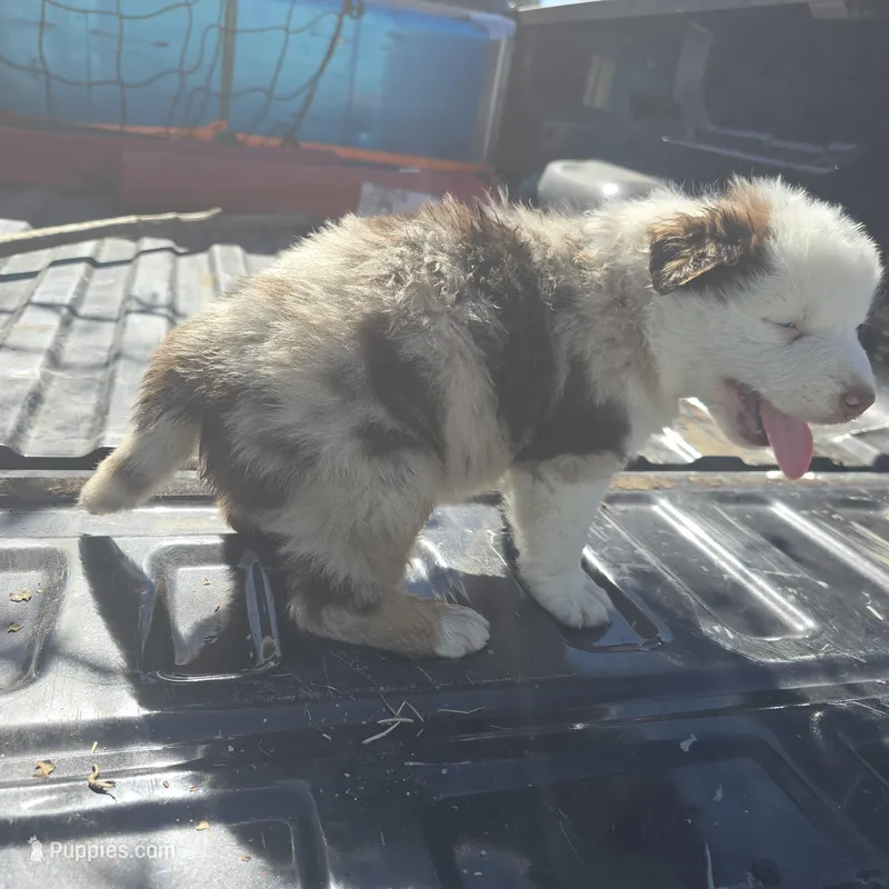 Blu – Australian Shepherd puppy for sale in Huntsville, AL