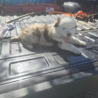 Blu, a male Australian Shepherd for sale in Huntsville, AL – Photo 2 of 2