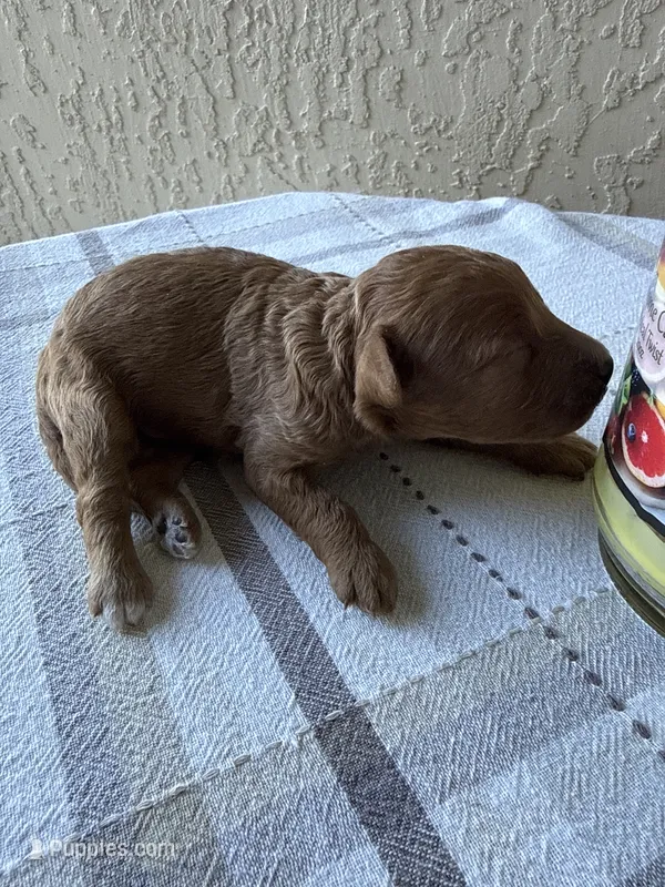 Red Abstract Male – Poodle - Miniature  puppy for sale in Ocala, FL