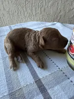 Red Abstract Male, a male Poodle - Miniature  for sale in Ocala, FL – 1 of 3