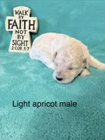Light apricot male , a male Poodle - Miniature  for sale in Ocala, FL – 1 of 1