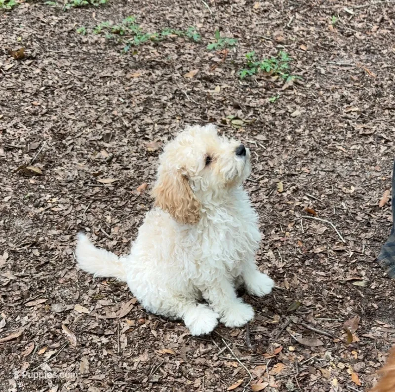 Buddy Reduced – Poodle - Miniature  puppy for sale in Ocala, FL