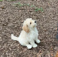 Buddy Reduced, a male Poodle - Miniature  for sale in Ocala, FL – 1 of 5