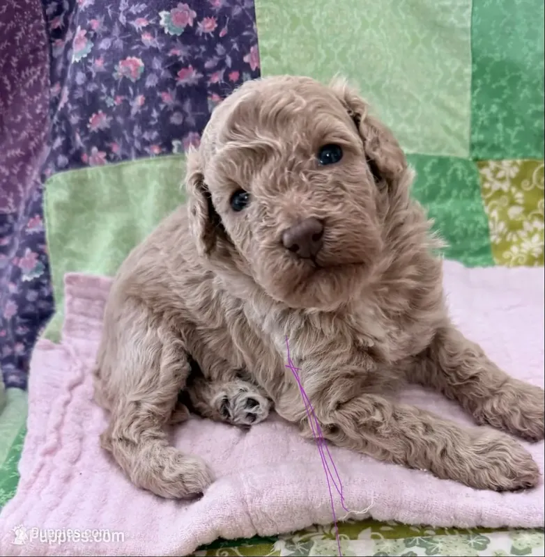 Sable – Poodle - Miniature  puppy for sale in Ocala, FL