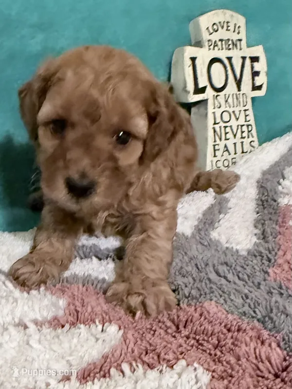 Red Male  – Poodle - Miniature  puppy for sale in Ocala, FL