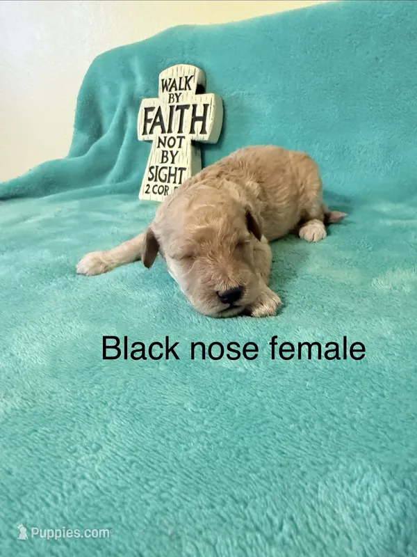 Female puppy – Poodle - Miniature  puppy for sale in Ocala, FL