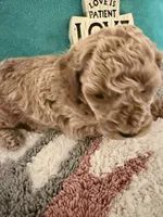 Grey Collar, a male Poodle - Miniature  for sale in Ocala, FL – 4 of 4