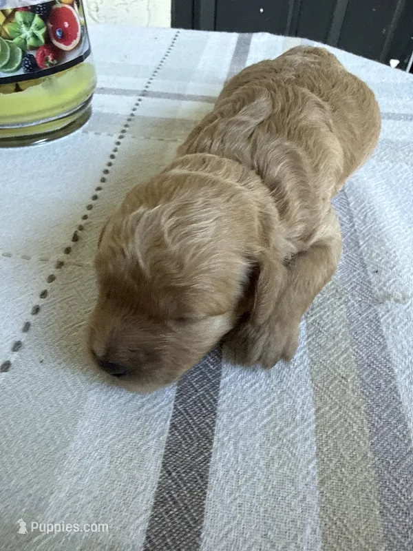 Apricot – Poodle - Miniature  puppy for sale in Ocala, FL
