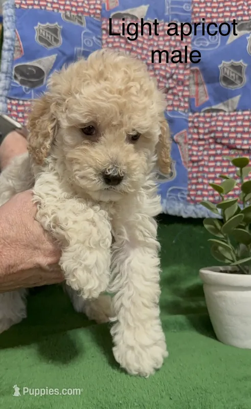 Cream  male  – Poodle - Miniature  puppy for sale in Ocala, FL