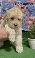 Cream  male , a male Poodle - Miniature  for sale in Ocala, FL – 1 of 2