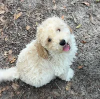 Buddy Reduced, a male Poodle - Miniature  for sale in Ocala, FL – 4 of 5
