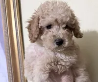 Female puppy , a female Poodle - Miniature  for sale in Ocala, FL – 2 of 2