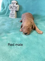 Red Male , a male Poodle - Miniature  for sale in Ocala, FL – 1 of 1
