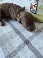 Chocolate , a female Poodle - Miniature  for sale in Ocala, FL – 4 of 5