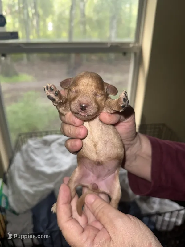 Light Apricot – Poodle - Miniature  puppy for sale in Ocala, FL