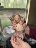 Light Apricot, a female Poodle - Miniature  for sale in Ocala, FL – 1 of 1