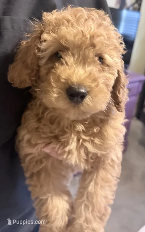light Red male – Poodle - Miniature  puppy for sale in Ocala, FL