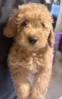 light Red male REDUCED, a male Poodle - Miniature  for sale in Ocala, FL – 1 of 3