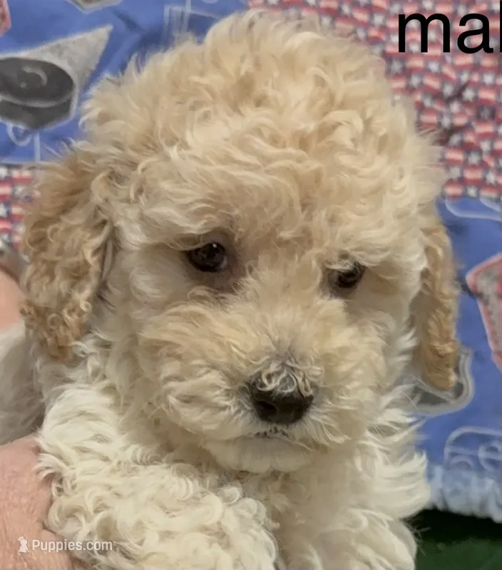 Cream  male  – Poodle - Miniature  puppy for sale in Ocala, FL