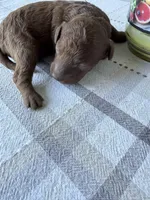 Chocolate , a female Poodle - Miniature  for sale in Ocala, FL – 3 of 5