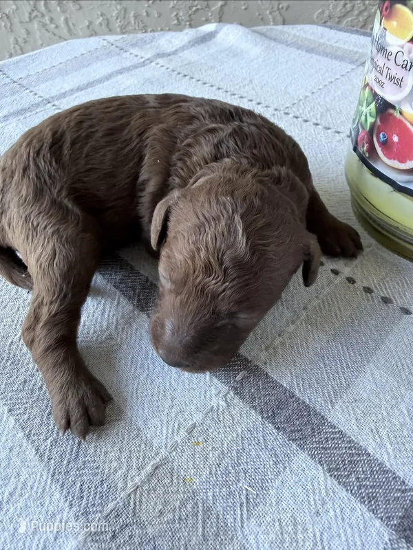 Chocolate  – Poodle - Miniature  puppy for sale in Ocala, FL