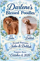 Sable, a female Poodle - Miniature  for sale in Ocala, FL – 4 of 4