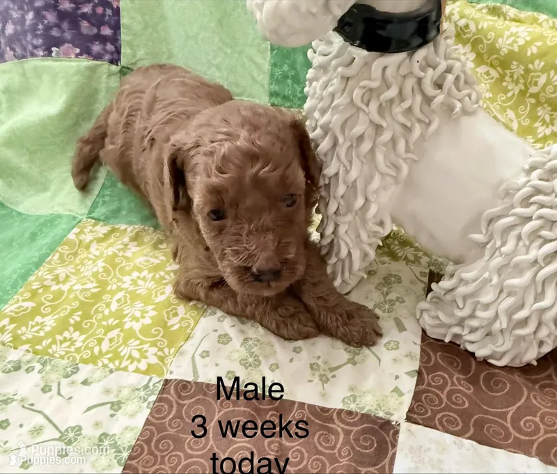 Red Abstract Male – Poodle - Miniature  puppy for sale in Ocala, FL